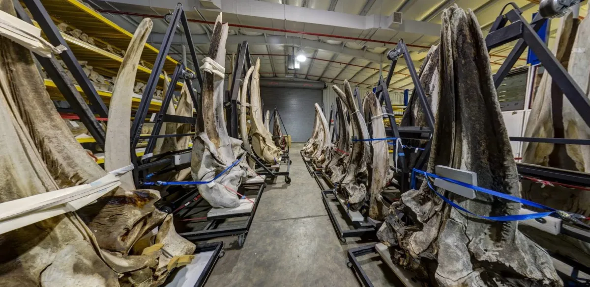 Photograph of whale bone storage at the museum support center