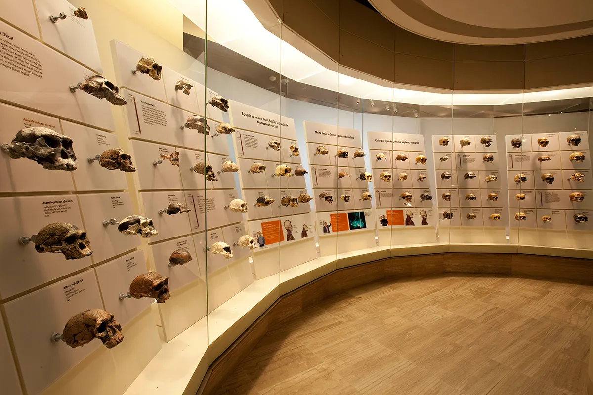 The early-human fossil skull wall in the Hall of Human Origins exhibit. 