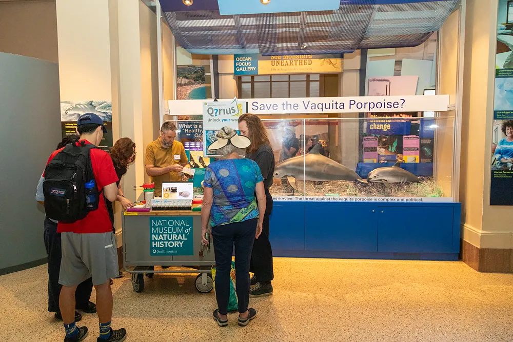 Five people stand around a cart in an exhibit hall. A sign on the cart says National Museum of Natural History. A laptop and other displays are on top of the cart. A man stands behind the cart, holding something in one hand and pointing to it with the other. Behind the cart is an exhibit display case with the words Save the Vaquita Porpoise? Two small, gray porpoises are in the case.