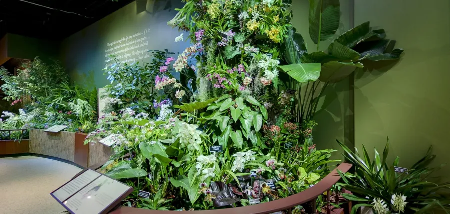 Orchid display