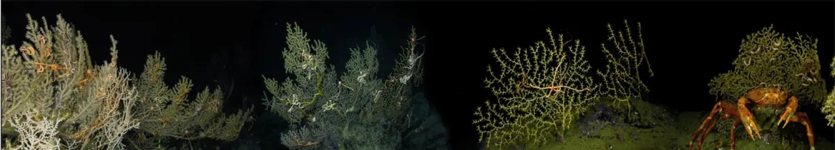 A collection of octocorals