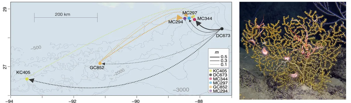 To the left, a map of a section of the continental shelf spanning states Texas, Louisiana, Mississippi, Alabama, and Florida with circles indicating different populations. Arrows emanating from the east-most circle point to circles north and west. To the right, a picture of a yellow deep-sea coral colony.