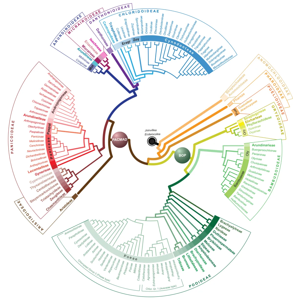 Poaceae Classification Tree