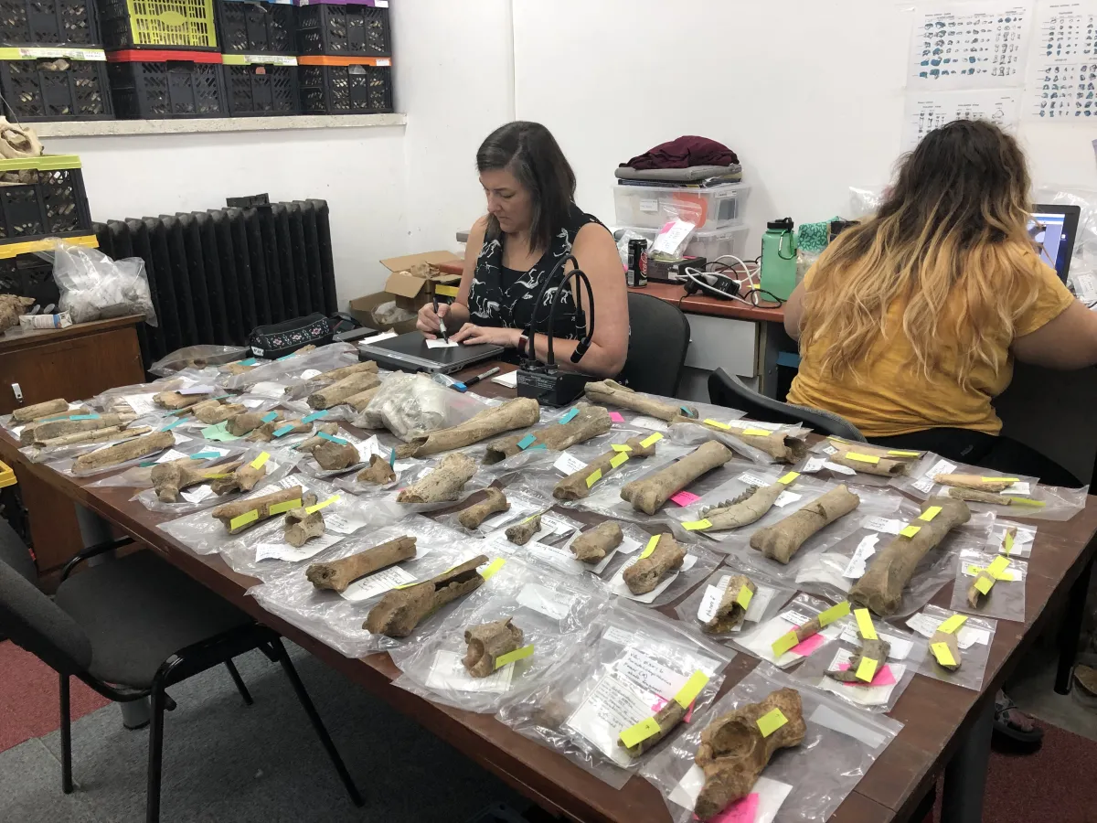 Romanian team studying fossils in a laboratory. A large table at the center of the lab is completely covered with fossils.