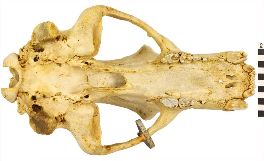 Polar bear skull, inferior view (bottom of the skull)