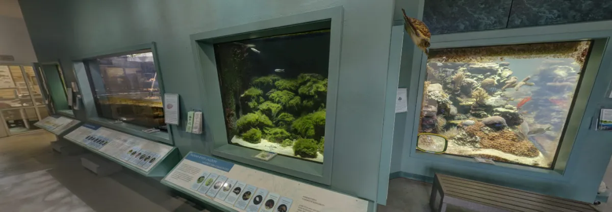 Smithsonian Marine Ecosystems Exhibit, Indian River Lagoon Gallery