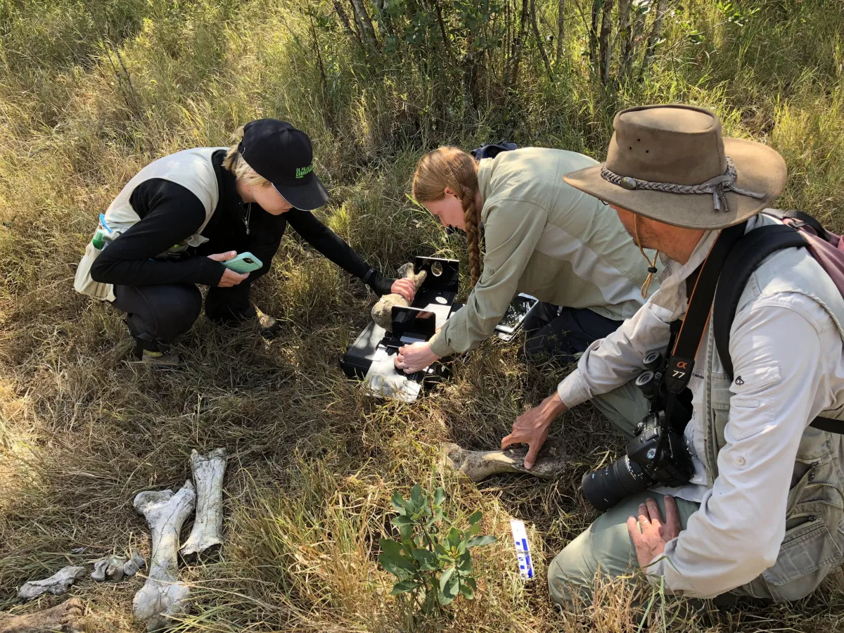 The Ol Pejeta team studying bones at Ol Pejeta Conservancy, Kenya