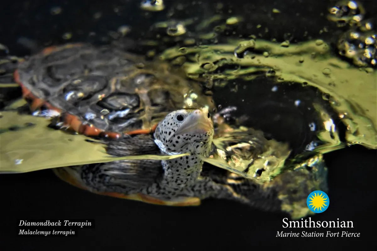 Florida Terrapin