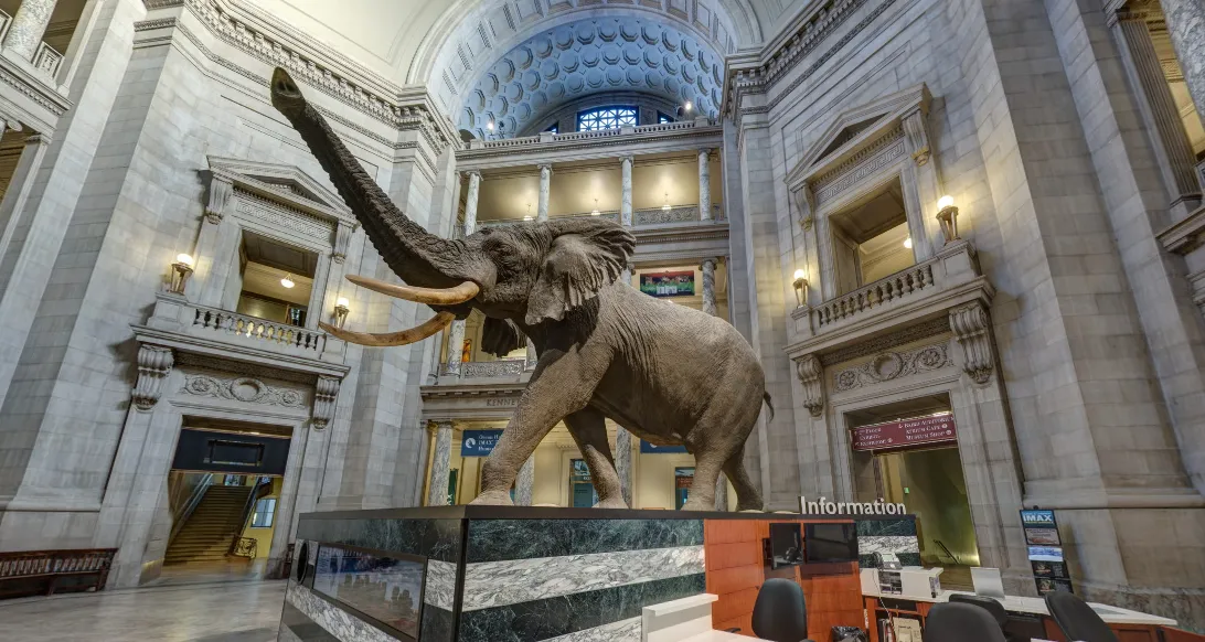 Henry the Elephant in the Rotunda