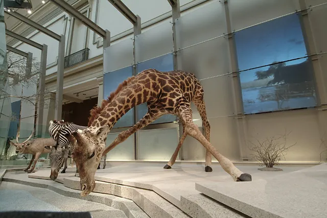 A giraffe bending to drink from watering hole