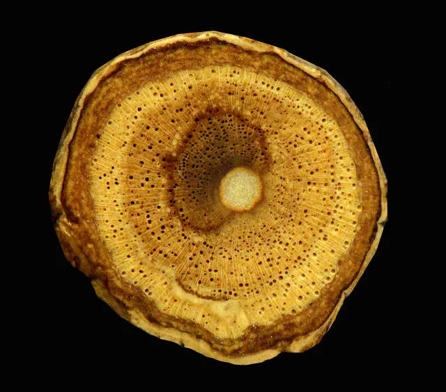 Wood collection image